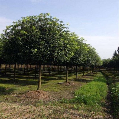 13公分香樟報(bào)價(jià)與青峰園林在線咨詢 自貢香樟苗木種植及技術(shù)全解析